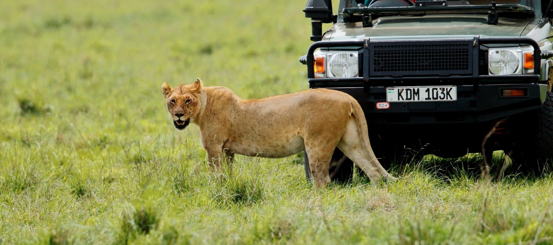Lioness standing beside an open safari vehicle on green grassland
