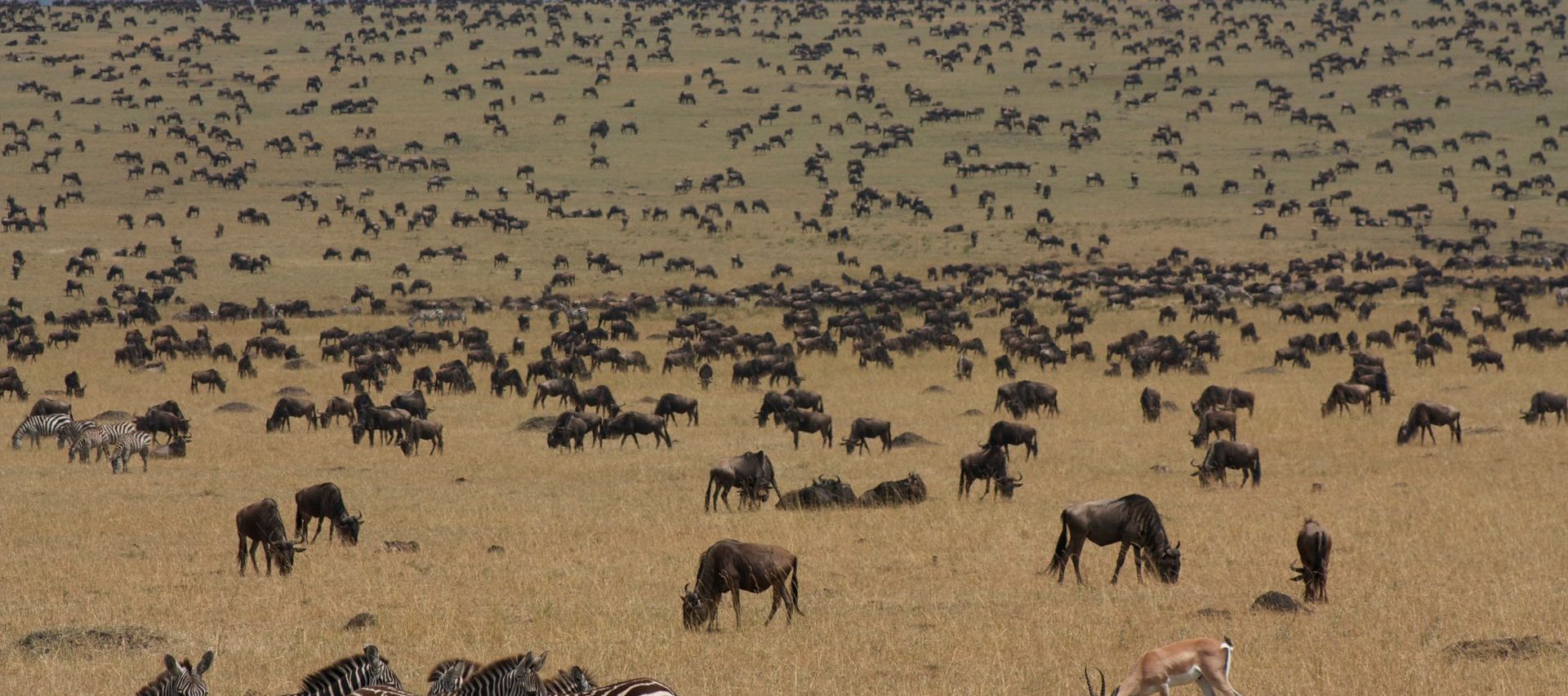 Wildebeest and zebra spread across broad open plains